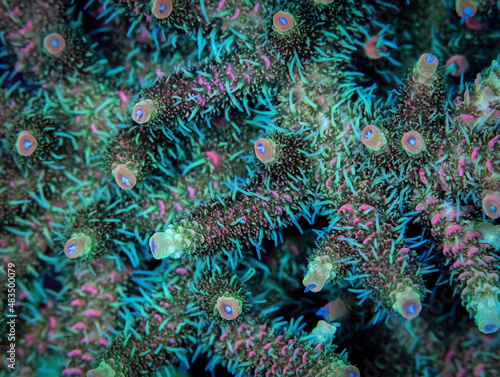 A macro photograph of a millepora small polyp stony coral with feeding tentacles extended. 