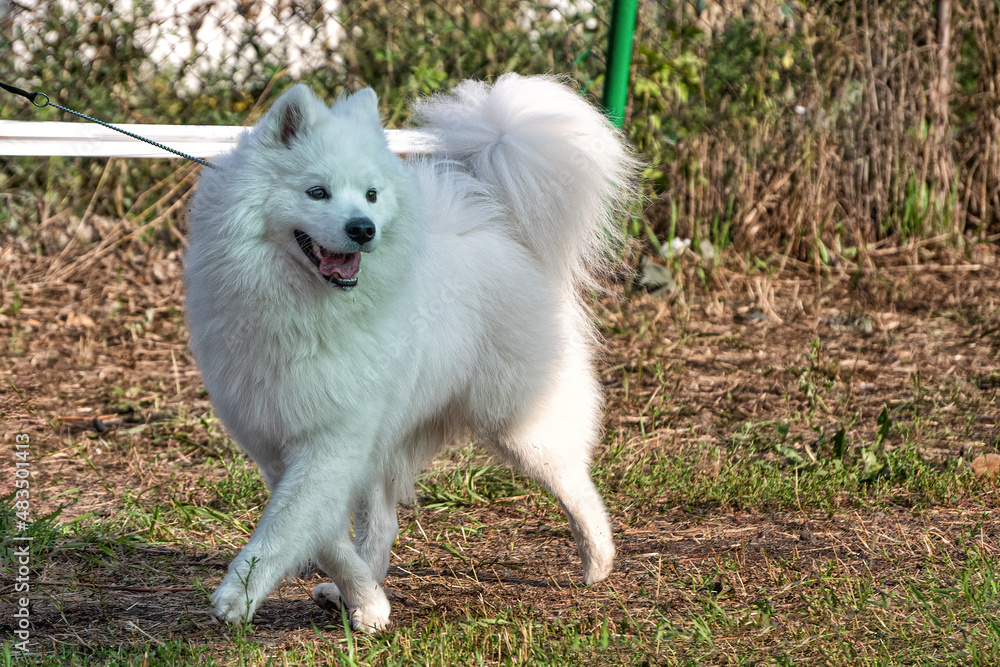 A beautiful samoyed laika running on the grass in summer.