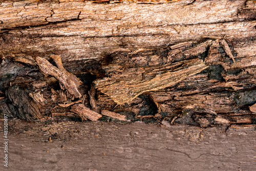 Closeup texture of old rotten wood log. Old tainted wood log in a house. old cracked rotten damage wood.