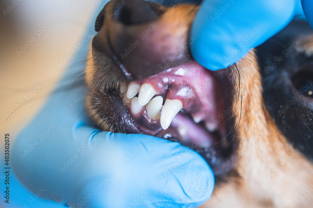 Veterinarian specialist holding small dog and cleaning whitening dog