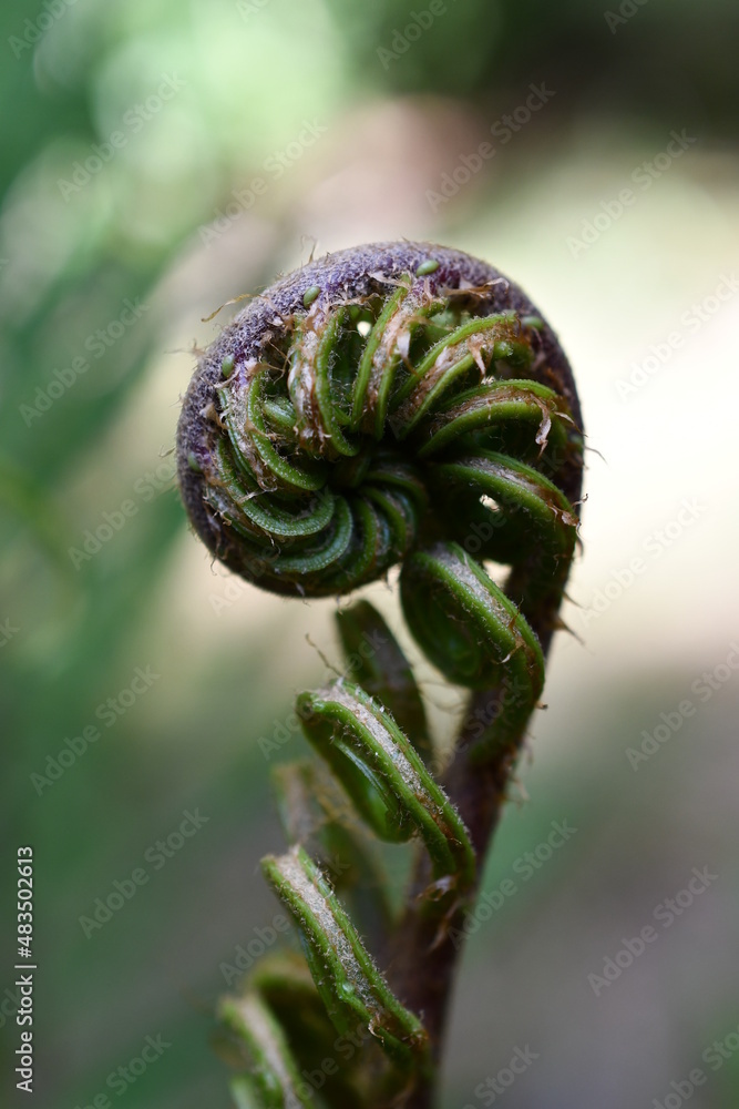 close up of fern leaf close up of fern leaf