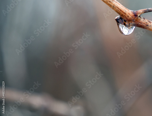 Bilde på lerret Close-up of a waterdrop hanging on a tree branch on a warm mild winters day in January with a blurred background