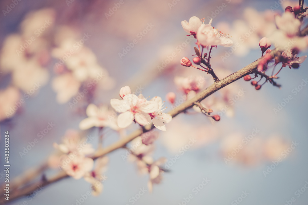 cherry blossoms cherry blossoms