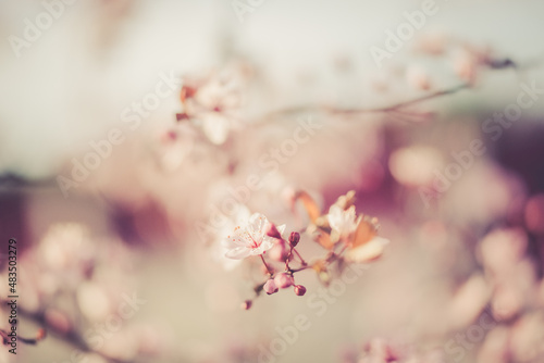 blossom in spring © Aperture Vintage