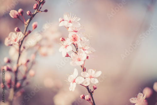 pink cherry blossom © Aperture Vintage