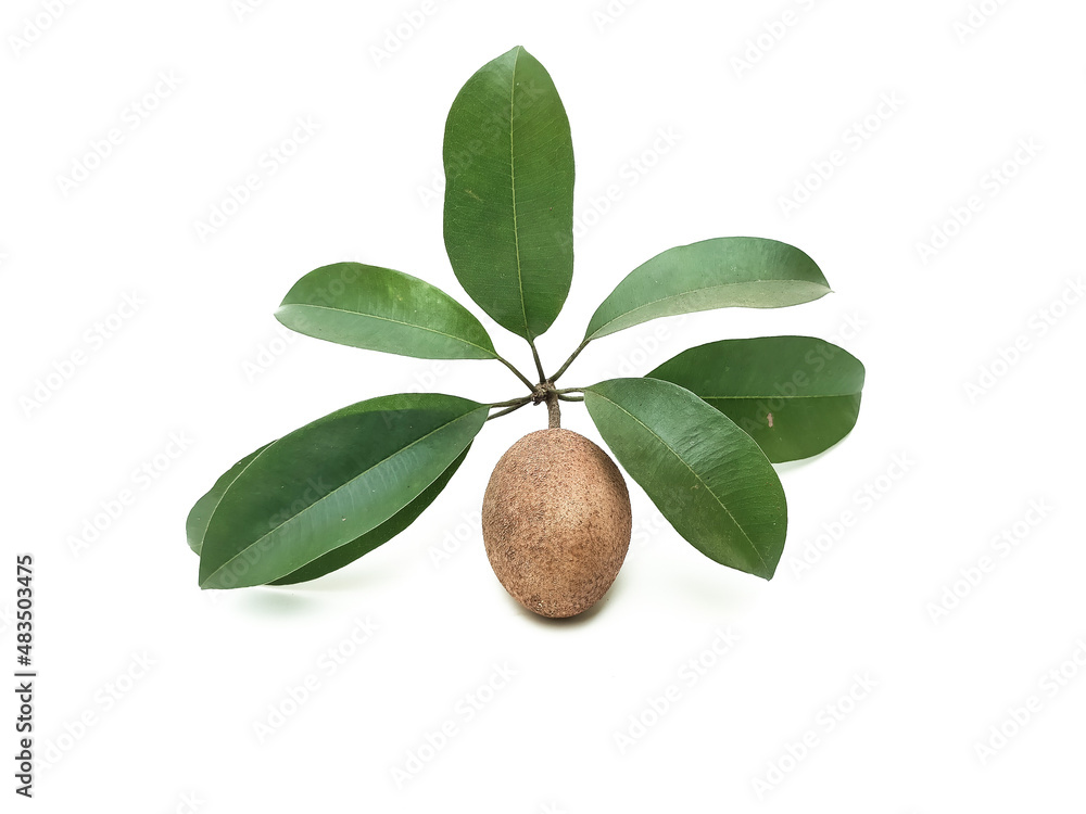 Fototapeta premium Fresh, organic, chemical-free sapodilla, sweet and appetizing taste, isolated on white background.