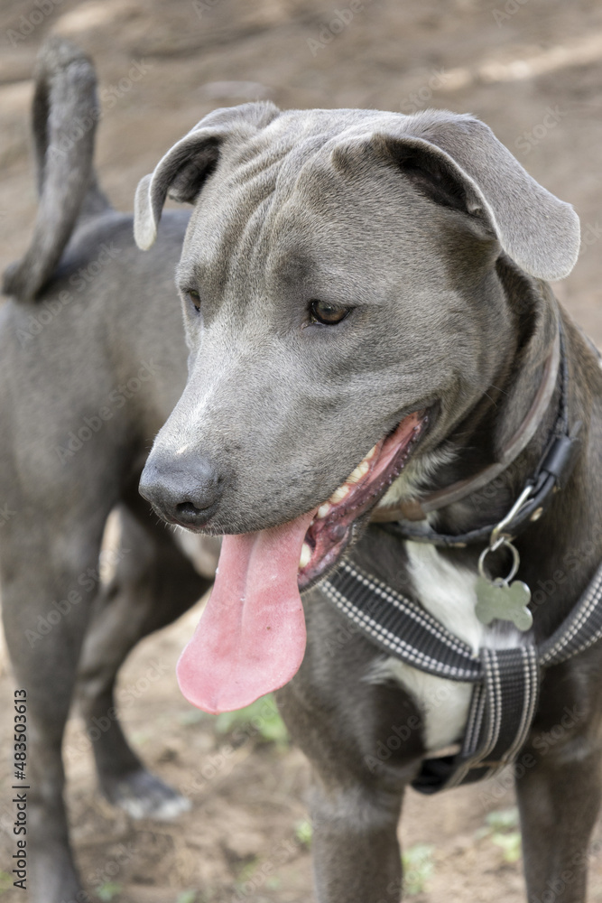beautiful gray dog with tongue out wearing a pet leash, domestic animal mammal on a day out for a walk, fur details, nature beautiful gray dog with tongue out wearing a pet leash, domestic animal mammal on a day out for a walk, fur details, nature
