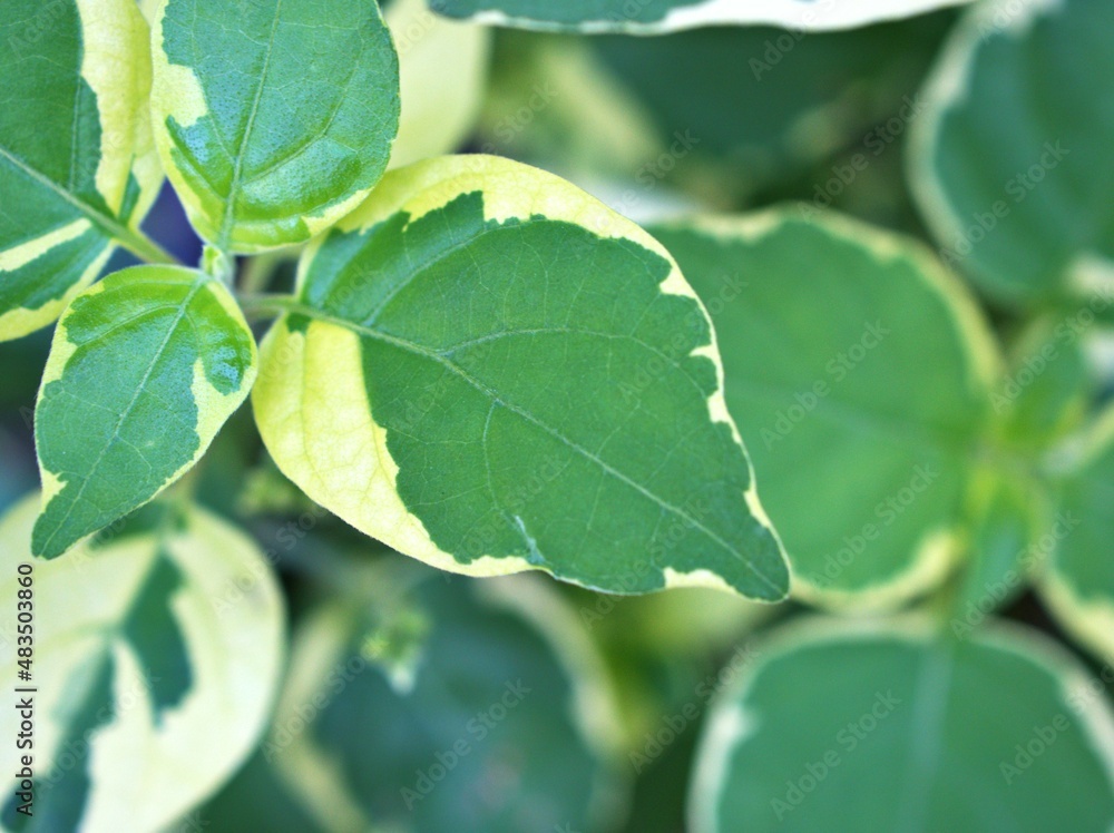 Foliage Lust Anastasia Hanging leaves Macro green leaf of flowers trailing plant ,Lourdes ,Chinese violet ,Asystasia Gangetica Acanthaceae ,Variegated Ganges Primrose ,mid-green ,variegated leaves Foliage Lust Anastasia Hanging leaves Macro green leaf of flowers trailing plant ,Lourdes ,Chinese violet ,Asystasia Gangetica Acanthaceae ,Variegated Ganges Primrose ,mid-green ,variegated leaves