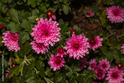 fuchsia chrysanthemums in the garden