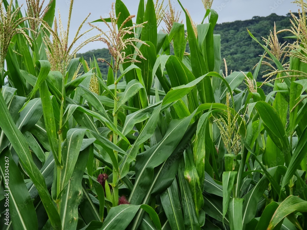 Fototapeta premium Lavoura de milho verde