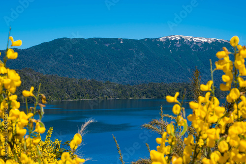 фотографія lupinos, retama, ruta siete lagos, patagonia, argentina, flor, naturaleza, fábri
