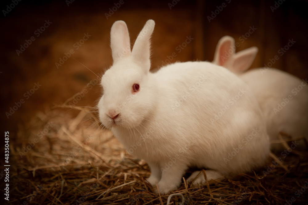 Soft cute curious portrait white rabbit Soft cute curious portrait white rabbit