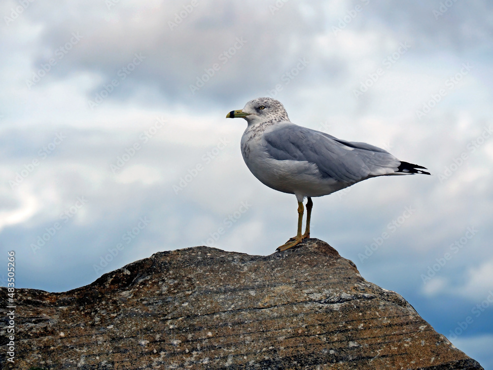 Close-up low angle view of a seagull standing on a rock by the Ottawa River with a cloudy sky in the background. Close-up low angle view of a seagull standing on a rock by the Ottawa River with a cloudy sky in the background.