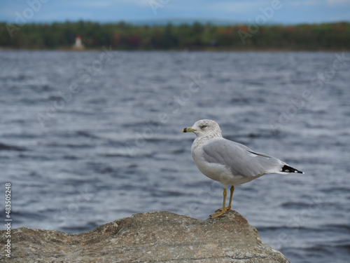 Scenic view of a seagull perched on a rock by the edge of the Ottawa River with a blurred horizon in the background.