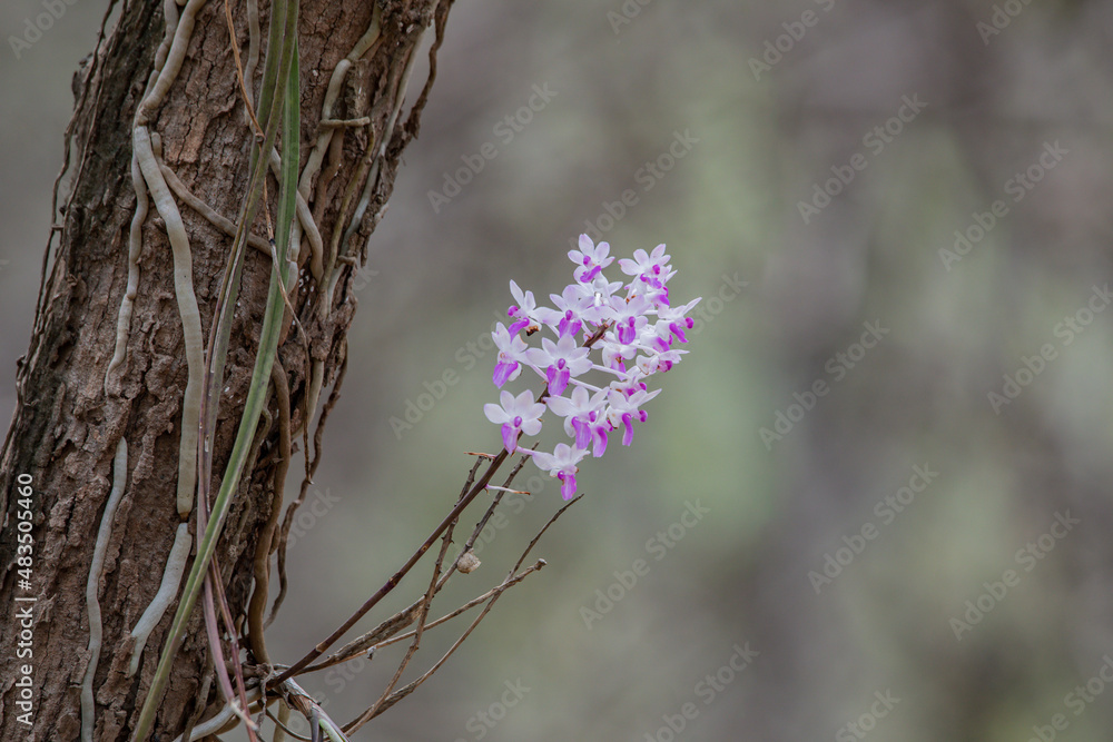 Naklejka premium orchid in forest orchid on tree with moss abstract background