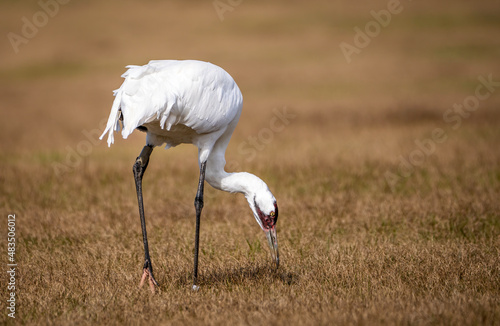 Whooping Crane picks at the ground  photo