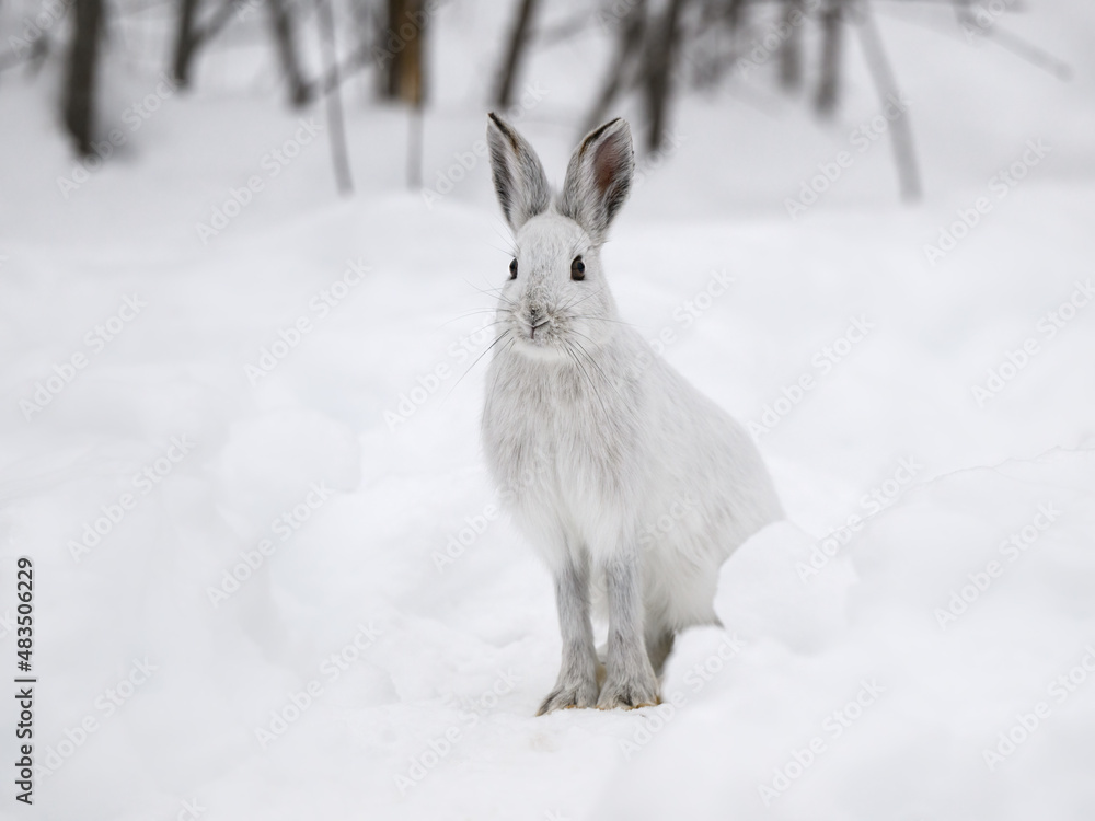 White Snowshoe Hare Sitting on Snow in Winter White Snowshoe Hare Sitting on Snow in Winter