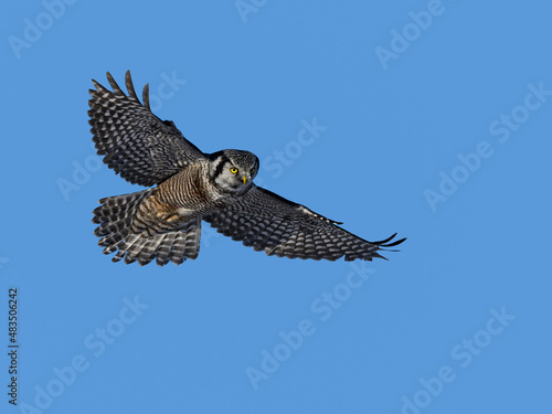Northern Hawk Owl in Flight on Blue Sky