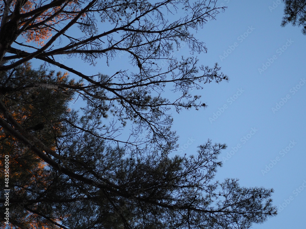 Fototapeta premium 冬の朝焼けの静かな空と美しいシルエットの木々