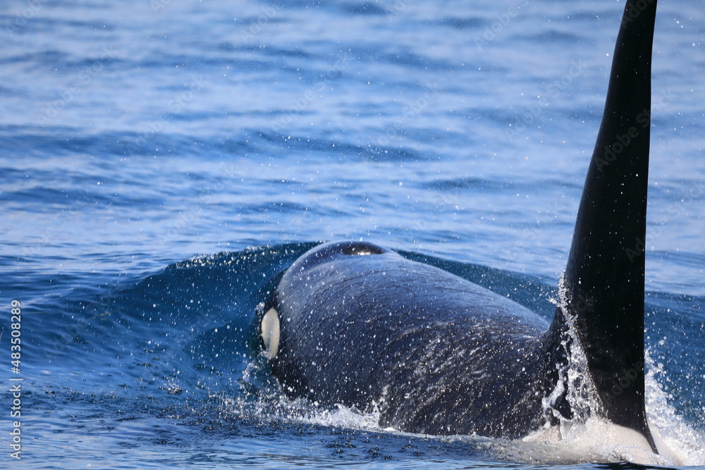 Fototapeta premium 【北海道】知床の海に回遊する野生のシャチ（北海道羅臼沖）