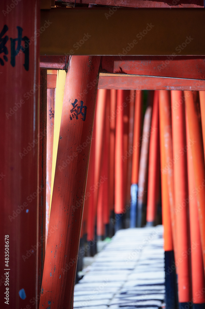 Fototapeta premium Many torii gates
