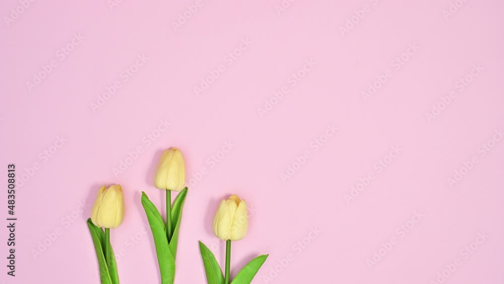 Three simple spring white tulips appear on pastel pink theme. Stop motion Three simple spring white tulips appear on pastel pink theme. Stop motion