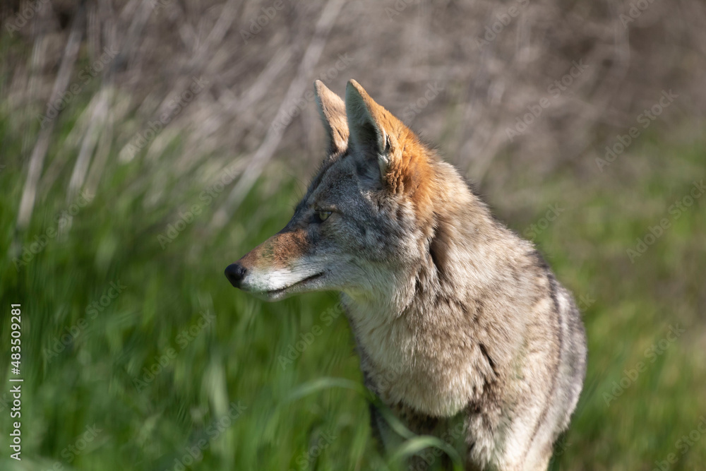 A coyote roaming in the grass A coyote roaming in the grass