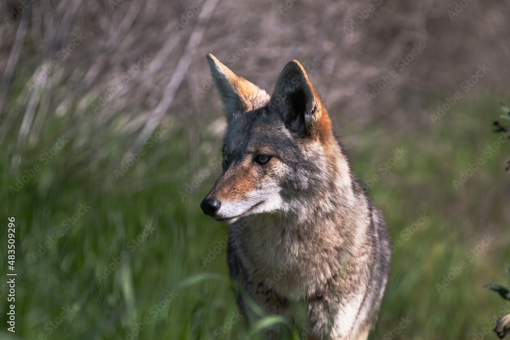 Fototapeta premium A coyote roaming in the grass