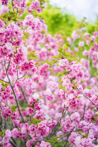 牡丹桜 © KEN'S PHOTO