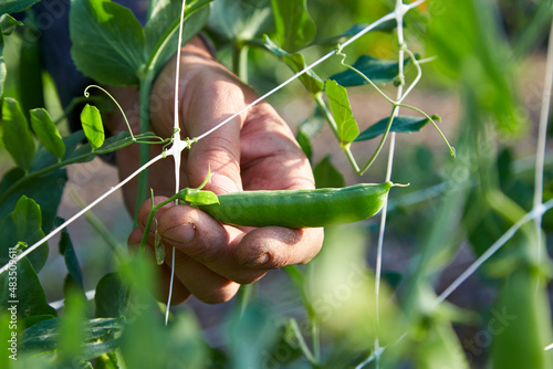 Closeup of a male hand picking peas from a vegetable garden photo