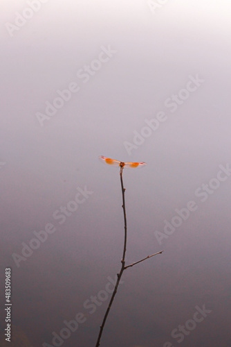 Dragonfly on stick among river