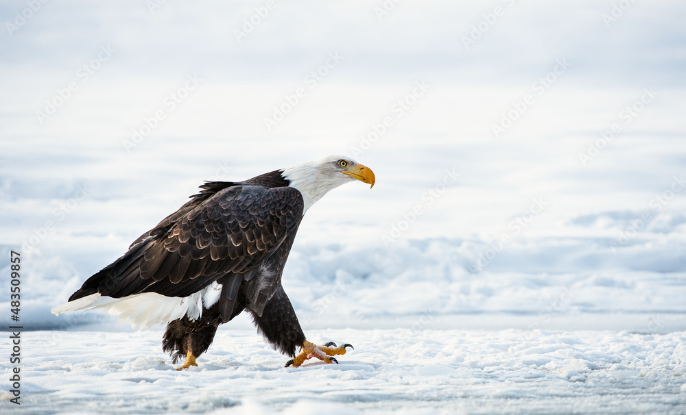 The Adult Bald eagle ( Haliaeetus leucocephalus ) walk on the snow. Alaska The Adult Bald eagle ( Haliaeetus leucocephalus ) walk on the snow. Alaska