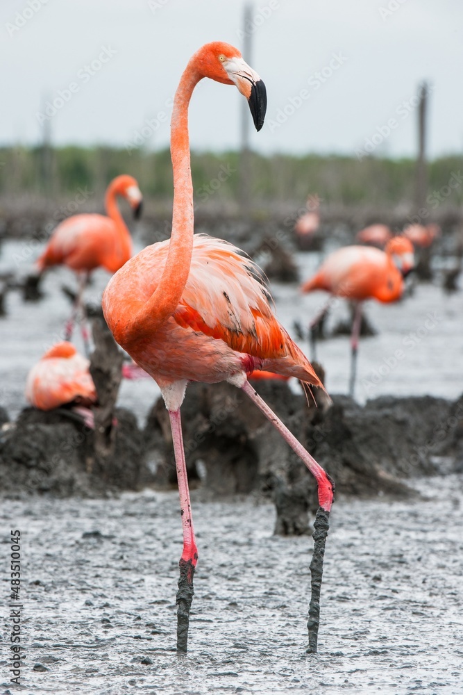 Fototapeta premium American Flamingos or Caribbean flamingos ( Phoenicopterus ruber ruber). Colony of Flamingo the on nests. Rio Maximo, Camaguey, Cuba.