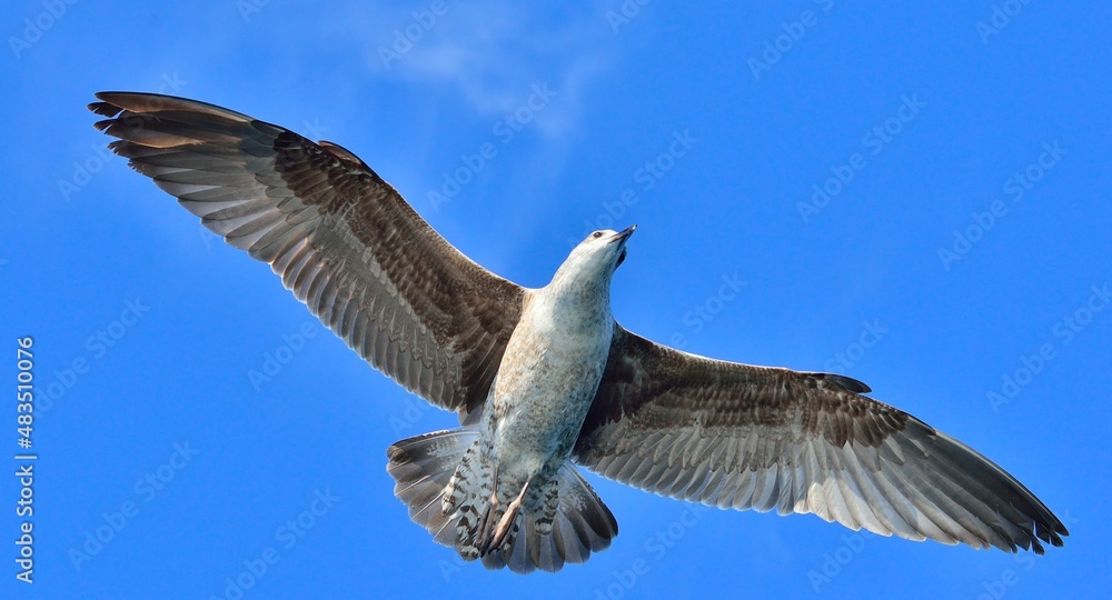 Obraz premium Flying Juvenile Kelp gull (Larus dominicanus), also known as the Dominican gull and Black Backed Kelp Gull. Blue sky background. False Bay, South Africa