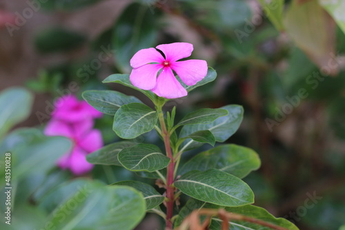 flower in the garden