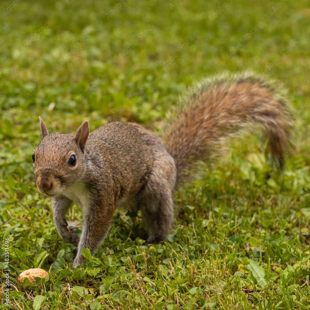 gray squirrel portrait in the garden gray squirrel portrait in the garden