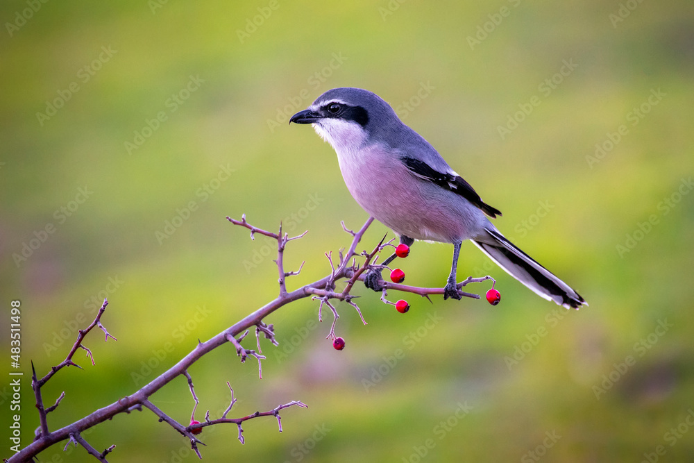 Obraz premium Southern gray shrike perched on a branch with red berries