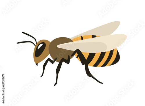 Illustration of a honey bee sitting, side view