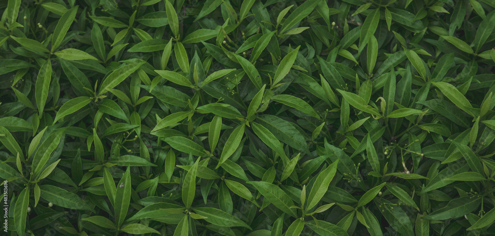 Green leaves background. Nature background and wallpaper. Green leaves background. Nature background and wallpaper.