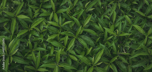 Green leaves background. Nature background and wallpaper. © MohamadFaizal