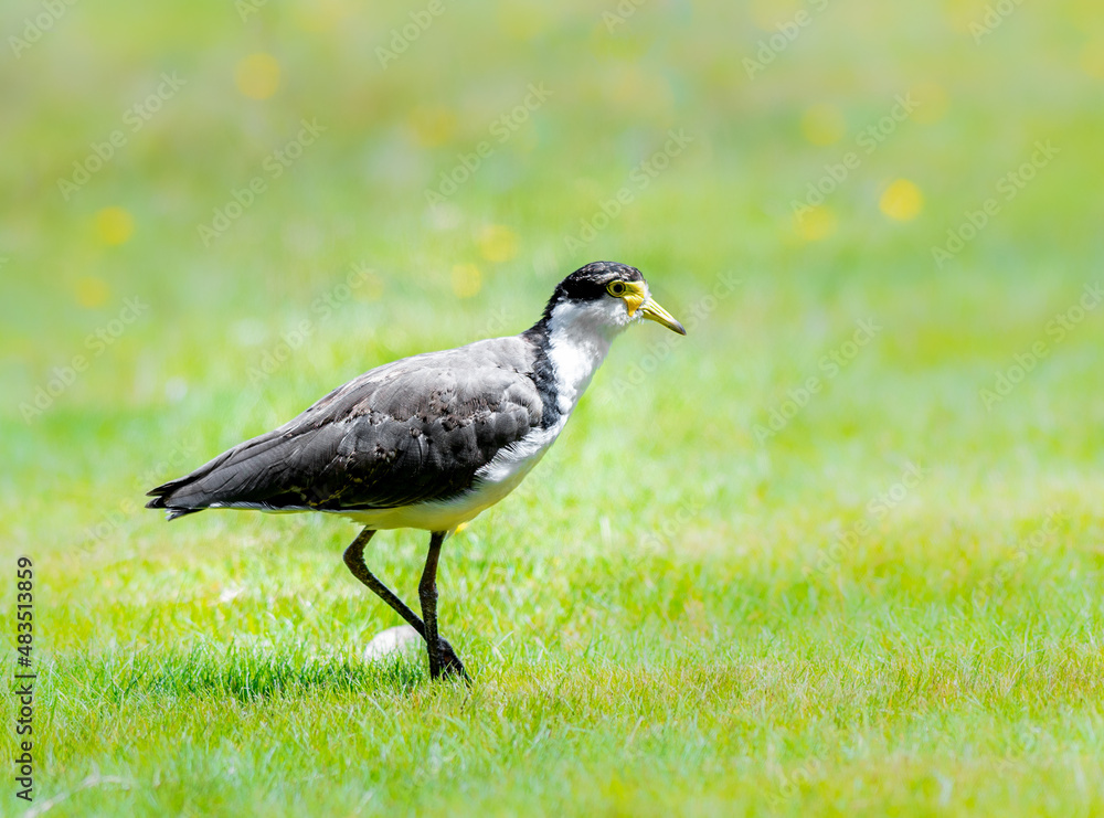 Masked lapwing commonly referred to as a plover and well known for its swooping defence of its nest. Masked lapwing commonly referred to as a plover and well known for its swooping defence of its nest.