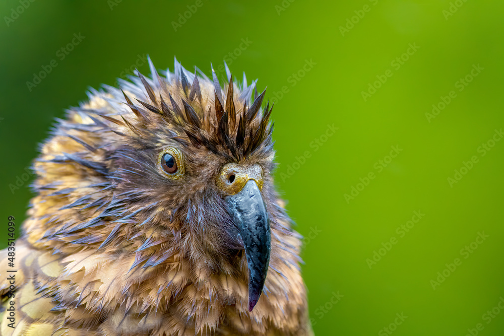 Naklejka premium Portrait of a Kea Alpine Parrot in the rain