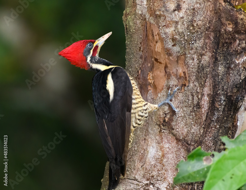 Male lineated woodpecker in Tikal Guatemala destroying a tree photo