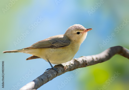 A male Warbling Vireo singing from a spruce tree