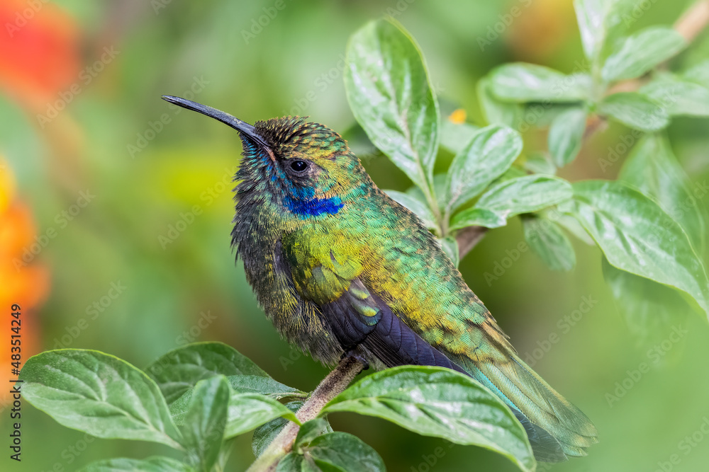 Mexican Violetear Hummingbirds perched on a tree Mexican Violetear Hummingbirds perched on a tree