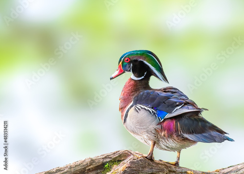 Canvas Print Male Wood duck by the lake on a log