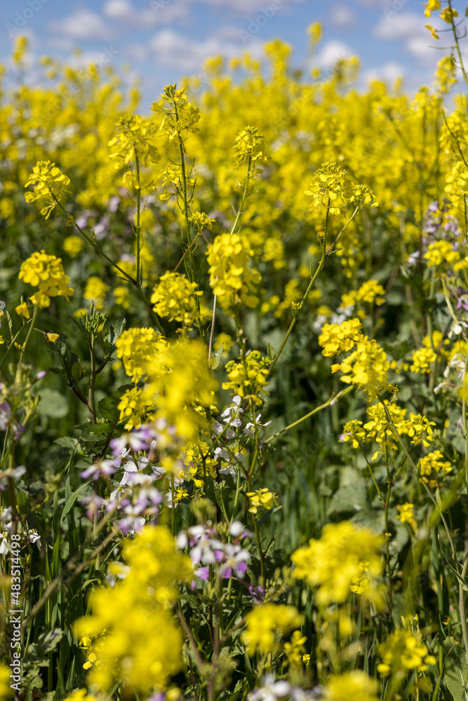 Purple and yellow flowers growing in a canola field ready for harvest
