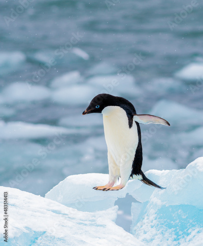 Adelie Penguin learning to fly in Antarctica