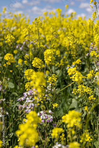 Purple and yellow flowers growing in a canola field ready for harvest