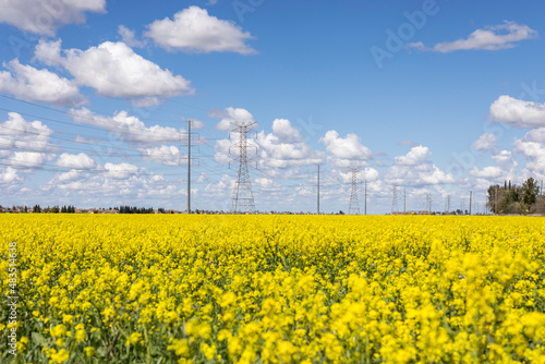 Canola fields in bloom on a beautiful day. Focus on background.
